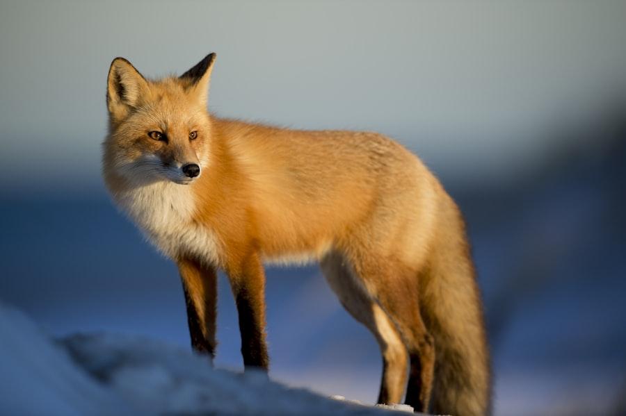Wildlife Sanctuary Fund